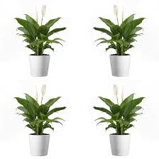 Image result for Spathiphyllum