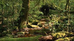 Animated Jungle Wallpapers Picture Is 4k Wallpaper Wildlife Wallpaper Jungle Wallpaper Scenery Wallpaper