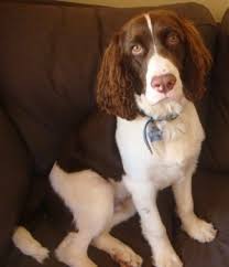 These are strong, muscular dogs that enjoy being active and spending time with their family. English Springer Spaniel Dog Breed Information And Pictures