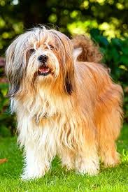 The new zealand kennel club does not accept any responsibility in respect of any puppy that you may decide to acquire from any breeder listed. Tibetan Terrier Dog Breed Information Terrier Dog Breeds Tibetan Terrier Tibetan Dog