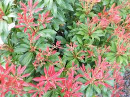 Image result for Pieris japonský obrázek