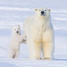 Tonight 5 13 At 8 7c On Pbsnature Animal Baby Polar Bears Polar Bear Ursus