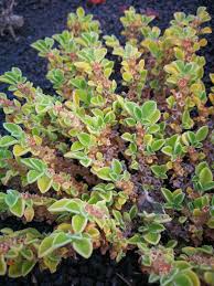 Image result for Aizoon schellenbergii