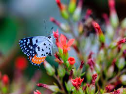 Butterfly svg / pdf / png / jpg / dxf / eps, clipart and silhouette butterfly , ornament and pattern, butterfly cut, files instant download. Karnataka Butterfly Festival To Start From November 7 Times Of India Travel