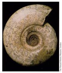 Fossilicious.com has a wide selection of ammonites to add to your collection or. Ammonites British Geological Survey
