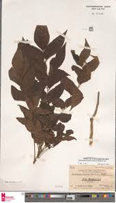 Image result for Leptochloa coerulescens