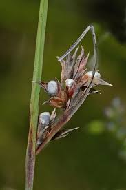 Image result for Scleria mikawana