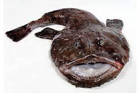 Zeeduivel recepten okoko receptenreceptviszeeduivel recept waardering 7.0 gebakken zeeduivel met walnoot en rookspek. Culinair Ontdekt Zeeduivel Foodlog