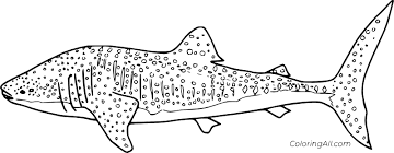 40+ great white shark coloring pages for printing and coloring. Realistic Whale Shark Coloring Page Coloringall