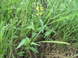 Image result for Justicia flava