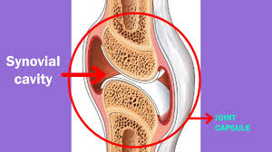 This joint unites long bones and permits free bone movement and greater mobility. Structure Of Synovial Joint Youtube