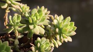 Image result for Monadenium hirsutum