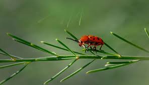 Image result for Aspilia natalensis