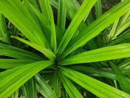 Image result for Pandanaceae