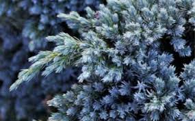 Check spelling or type a new query. Conifers At Portland Nursery And Garden Center