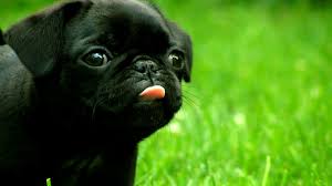 Akc french bulldog puppies for sale ~ akc french bulldog breeder. Free Download Cute Black French Bulldog Puppy Pure Breed Black Male French 1366x768 For Your Desktop Mobile Tablet Explore 43 French Bulldog Puppy Wallpaper Bulldogs Wallpapers English Bulldog Wallpaper