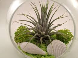 Plantes En Bocal Diy Pour Un Terrarium De Plantes D Interieur Plantes Aeriennes Jardin Facile Plante