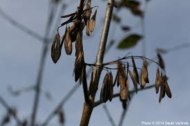 Image result for Landolphia foretiana