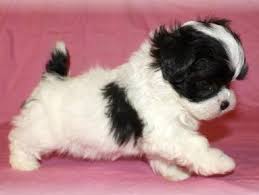 Thank you for our healthy walter! 99 Maltipoo Black And White Puppies L2sanpiero