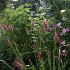 Image result for Cenchrus geniculatus