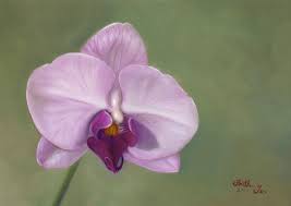 Phalaenopsis Orchid Light Violet Orchids Painting Orchids Orchid Flower