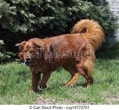 Not all big fluffy breeds are great dogs to hug. Fluffy Dog Quotes Quotesgram