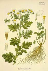 Matricaria Usos Y Cultivo De Esta Planta Medicinal Ecoagricultor Herbs Feverfew Herbalism