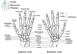 Bones Of The Upper Limb Anatomy And Physiology I