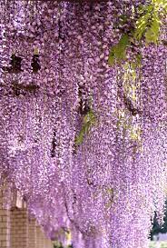 Wisteria Love Flowers Flowers Beautiful Flowers