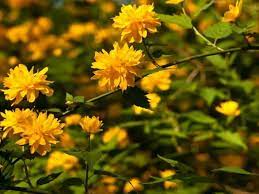 Maybe you would like to learn more about one of these? 11 Show Stopping Yellow Flowering Shrubs
