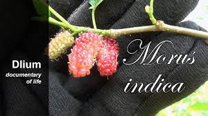 Image result for Morus indica