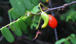 Image result for Rourea