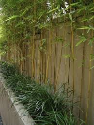 Planter Des Bambous Dans Son Jardin Quelle Bonne Idee Avec Images Bambous Jardin Jardins Amenagement Jardin