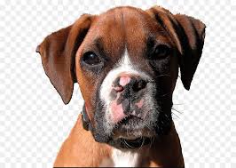 Valley Bulldog Boxer Kopek Dogo Argentino Kopek Yavrusu Seffaf Png Goruntusu
