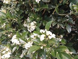 Image result for Maerua paniculata