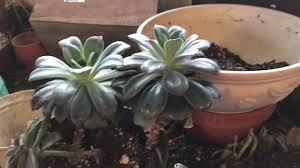 Pin On Succulents