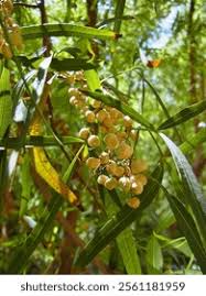 Image result for Searsia pyroides