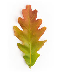 Image result for white oak leaf