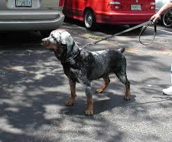 Rottweiler breeder offering german rottweiler puppies for sale with huge heads, outstanding temperament. Albino Rottweiler Puppies For Sale Petsidi