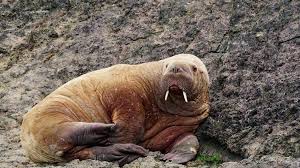 June takes care of the baby animals. Walrus Spotted In Wales Days After One Seen Off Ireland Bbc News