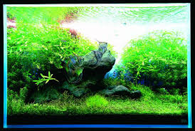 Having a freshwater aquarium is a wonderful way to bring nature into your home. Stem Plants In An Iwagumi Aquascaping Wiki Aquasabi