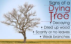 John's words have empowered and encouraged me. How To Save A Dying Tree Gardenerdy