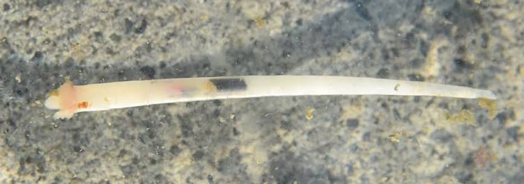 What the shell? The tusk shells are in a class all their own - Washington  State Department of Ecology
