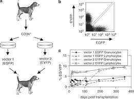 North carolina state university's college of veterinary lymphoma, also called lymphosarcoma, is one of the most common cancers to occur in dogs. Large Animal Models Of Hematopoietic Stem Cell Gene Therapy Gene Therapy