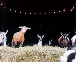 RallyTogether with these goat GIFs