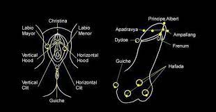 Genital Piercing Genital Piercing Body Piercing Piercing