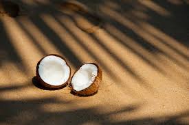 Fresh coconuts ready for harvest from the tree, coconut water is a refreshing drink with plenty health benefits ,health concept. Coconut Water