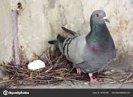1 801 Baby Pigeon Stock Photos Baby Pigeon Images Depositphotos