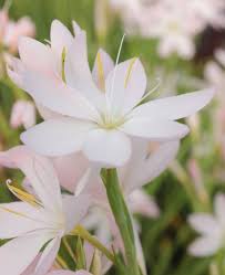 Image result for Hesperantha petitiana