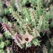 Image result for Huernia levyi